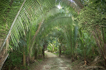 path leading through the jungle