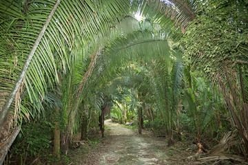 Fototapeta premium path leading through the jungle