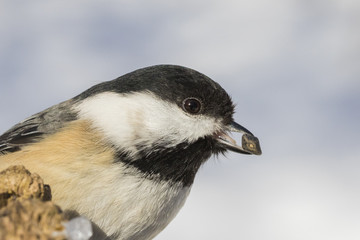 black capped chickadee in winter