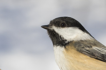 Naklejka premium black capped chickadee portrait