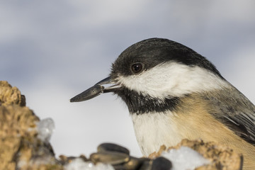 black capped chickadee portrait