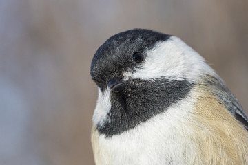 black capped chickadee portrait