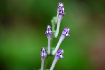 Alpine skullcap (Scutellaria alpina)