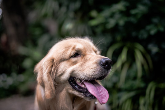 Head shot of Golden Retriever dog puppy
