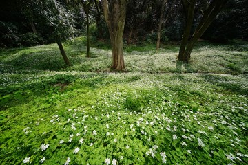 ニリンソウの花