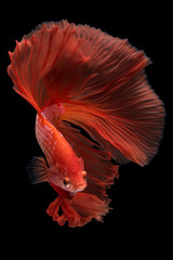 Fototapeta premium Halfmoon Betta Fish
