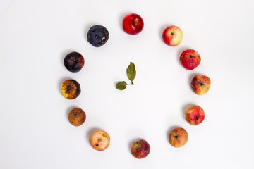 Different stages of life