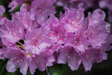Rhododendron Blooms in Spring in North Carolina mountains