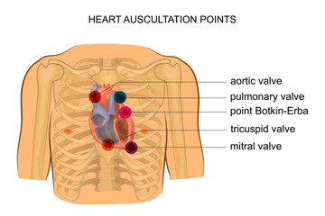 heart auscultation points