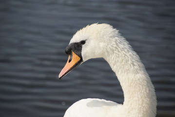 The White swan with black eyes in the lake or pond.