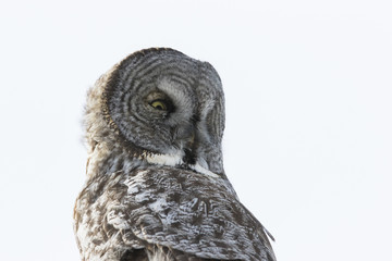 great grey owl in winter