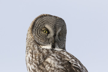 great grey owl in winter