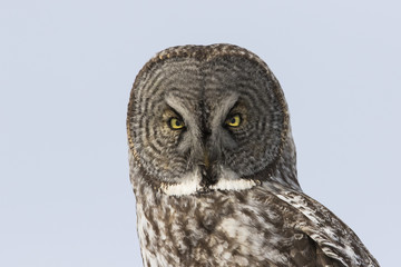 great grey owl in winter