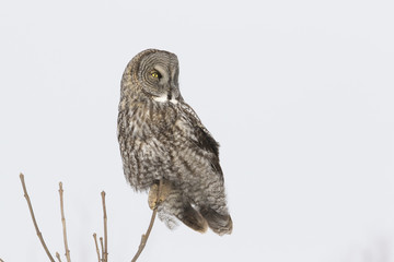 great grey owl in winter