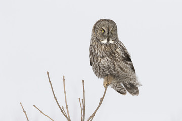 great grey owl in winter