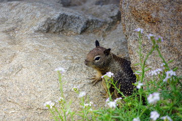 Ground squirrel on the beach sand in California