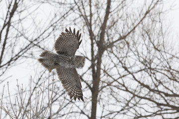 great grey owl in winter