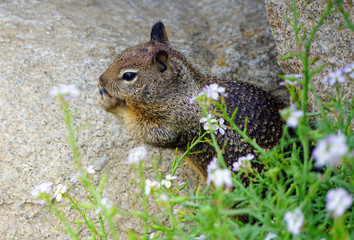 Ground squirrel on the beach sand in California