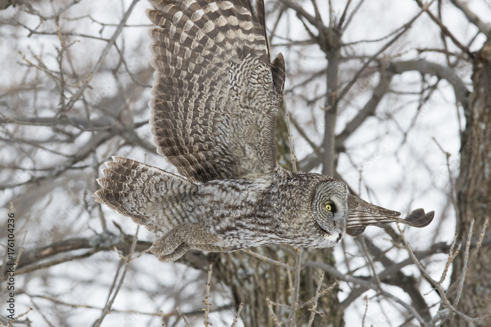 Sticker great grey owl in winter