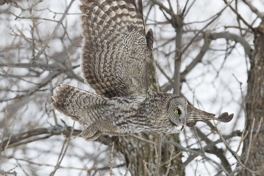 great grey owl in winter
