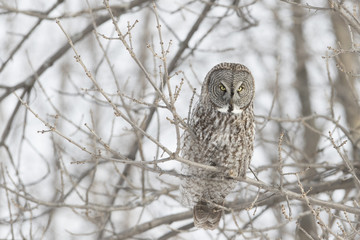 great grey owl in winter