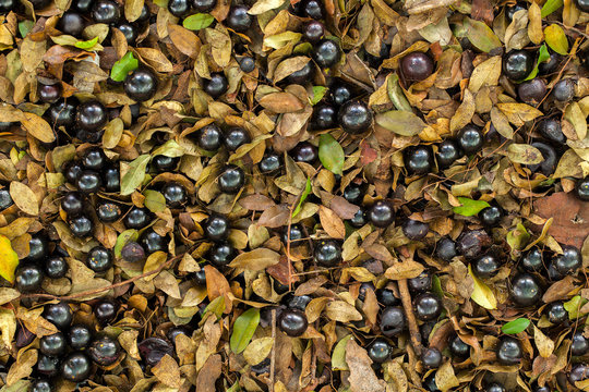 A lot of ripe Jaboticaba fallen in the ground - flat lay full-blown fruits