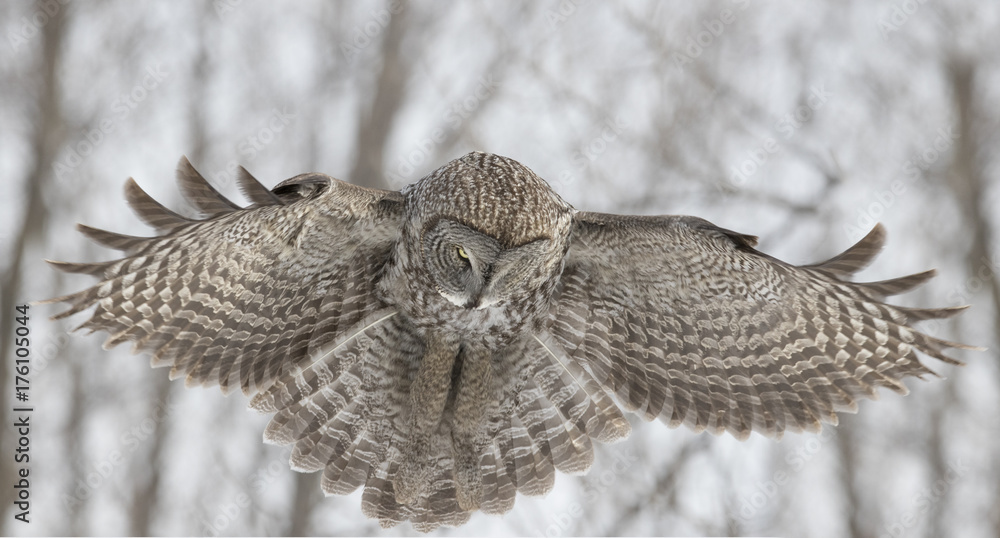 Sticker great grey owl in winter