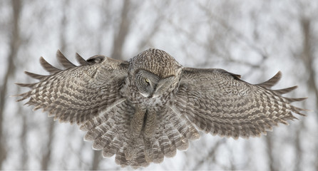 great grey owl in winter