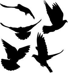 pigeon black isolated five silhouettes