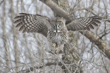 great grey owl in winter