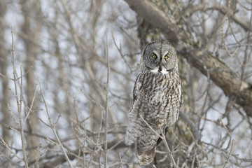 great grey owl in winter