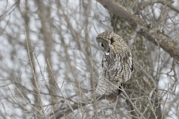 great grey owl in winter