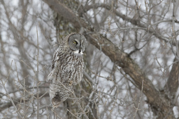 great grey owl in winter