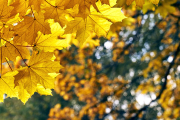 Orange maple leaves growing on the tree and illuminated by sun rays 