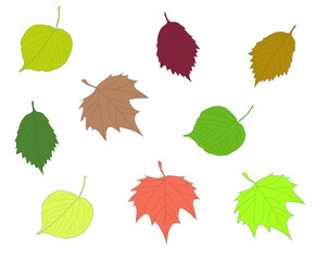 colorful autumn leaves collection linden maple alder leaf set