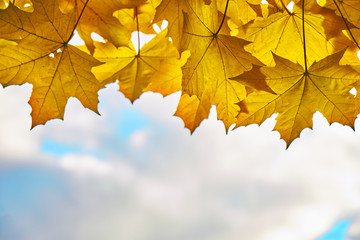 Fototapeta premium Autumn background with orange maple leaves on the cloudy sky 