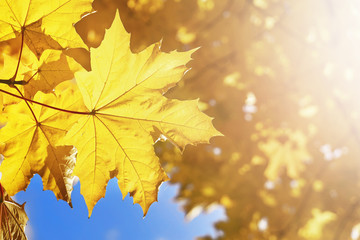 Autumn maple leaves illuminated by sun rays on the blue sky background