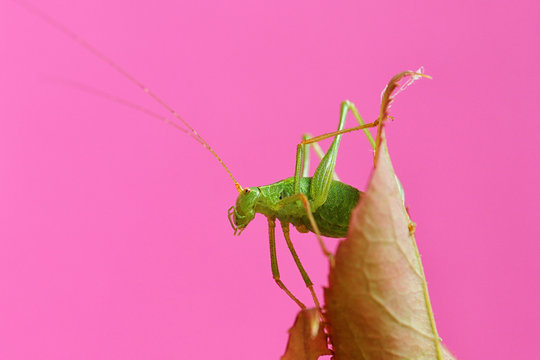 Green grasshopper on rose-branch in studiosetting