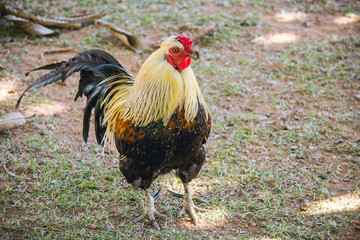 Beautiful Big Rooster in a garden