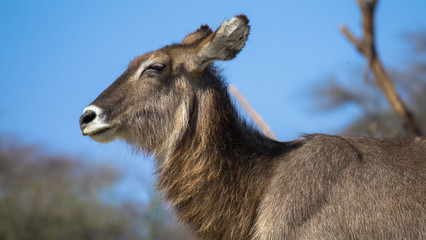 Wasserbock weiblich, Seitenansicht