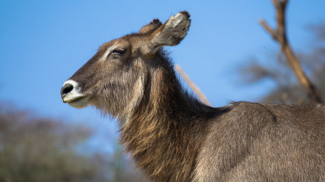 Wasserbock weiblich, Seitenansicht
