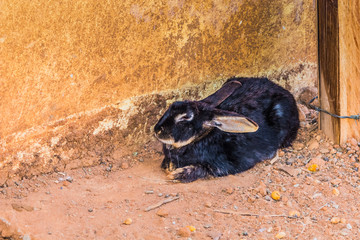 black rabbit lies on the ground