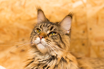 Adult Maine Coon Portrait