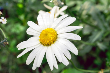 Fototapeta premium White camomile on background of foliage