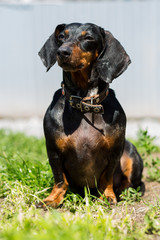 Black young dachshund dog on a sunny day sitting on the grass