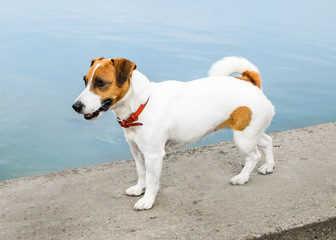 A cute Dog Jack Russell Terrier standing on brink against a blue water