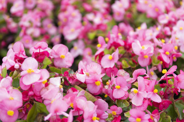 Fototapeta na wymiar Pink summer flower fields. Floral blur background.