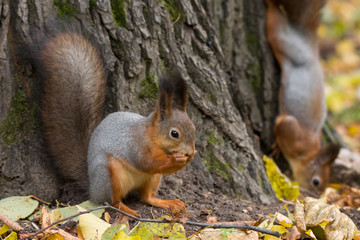 squirrel on a branch