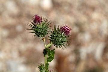 Carduus acicularis thistle