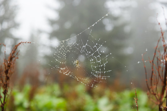Spider web in a misty morning